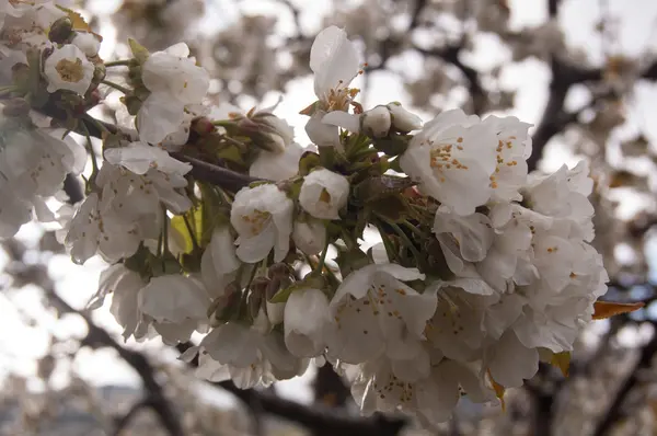 アーモンドの花 — ストック写真