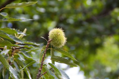 Ağaçta kestane