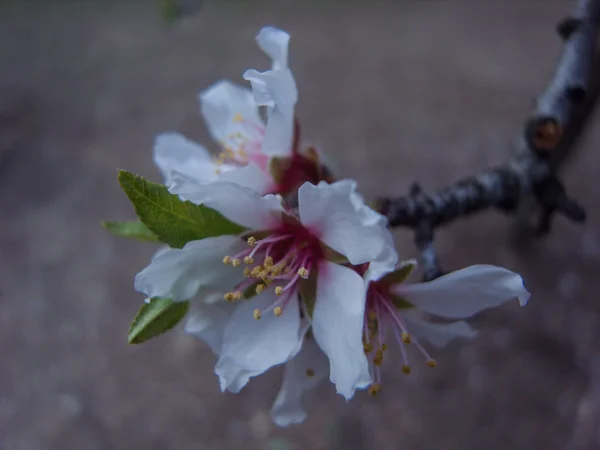 Flor de amêndoa — Fotografia de Stock