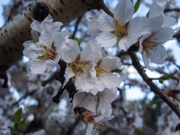 アーモンドの花 — ストック写真