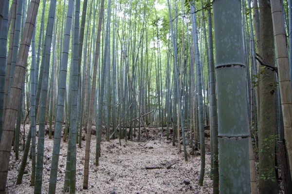 Bambu Les — Stock fotografie