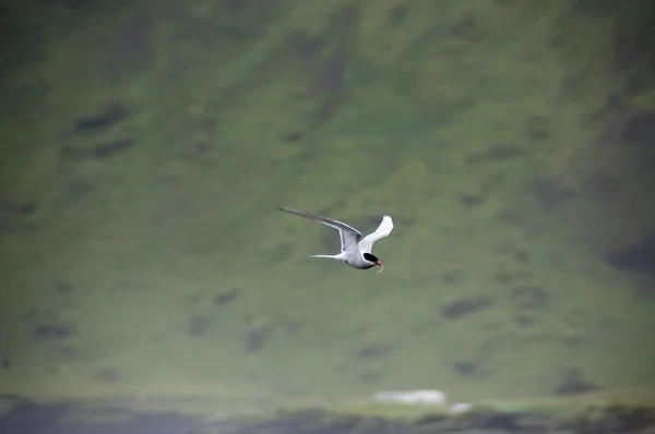 Pássaro com peixe no pico — Fotografia de Stock