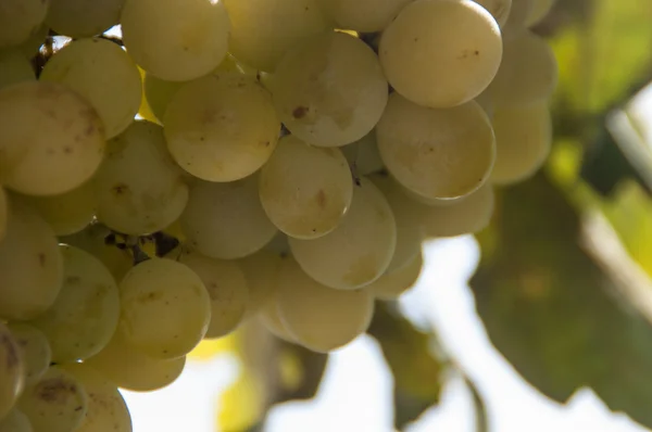 Cacho de uvas — Fotografia de Stock