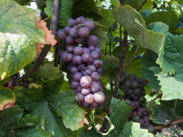 Cacho de uvas — Fotografia de Stock