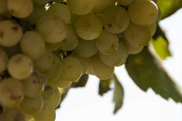 Cacho de uvas — Fotografia de Stock