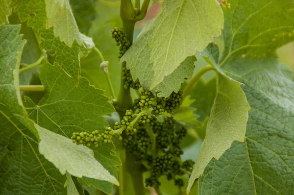 Cambada de uvas pequenas. — Fotografia de Stock