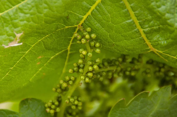 Cambada de uvas pequenas. — Fotografia de Stock