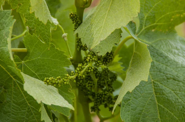 Cambada de uvas pequenas. — Fotografia de Stock