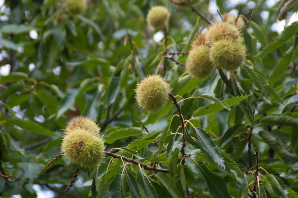 Castanha na árvore — Fotografia de Stock