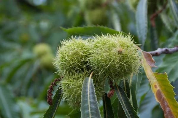 Castanha na árvore — Fotografia de Stock