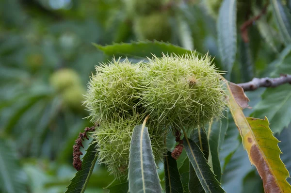 Castaño en el árbol — Foto de Stock