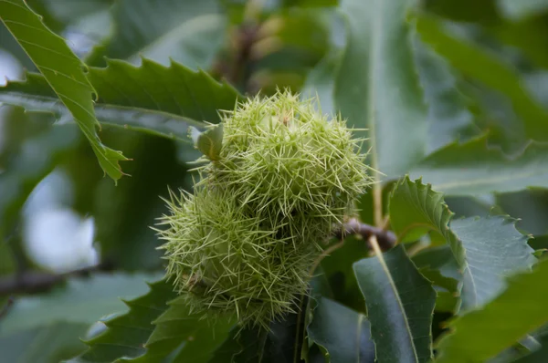 Castaño en el árbol — Foto de Stock