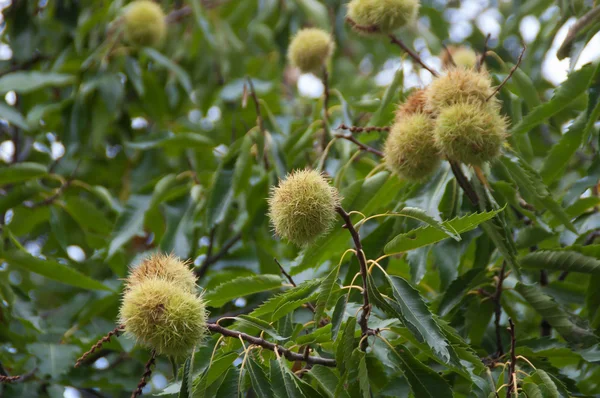 Castaño en el árbol — Foto de Stock