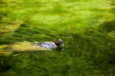 Yeşil gözlü ördek
