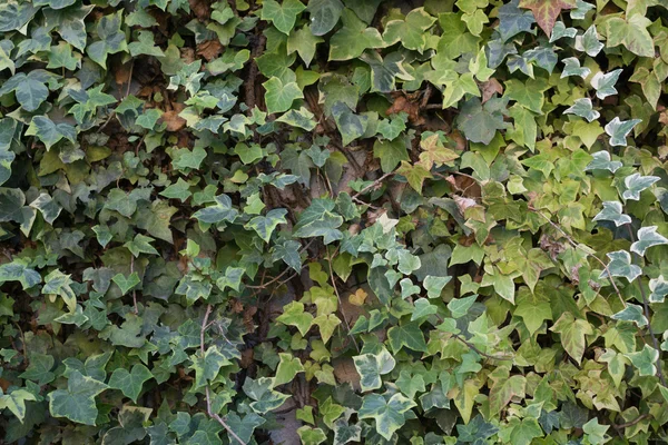 Enredadera en la pared —  Fotos de Stock