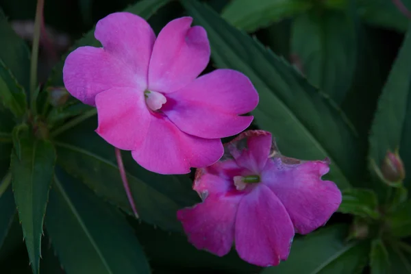 Yksityiskohta vaaleanpunaisia kukkia — kuvapankkivalokuva