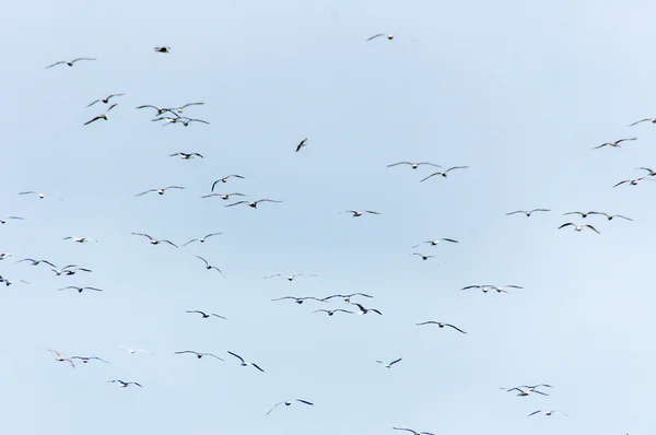 Rebanho de aves voadoras — Fotografia de Stock