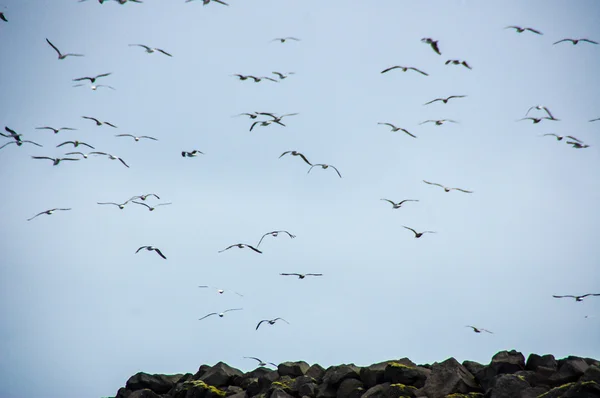 Rebanho de aves voadoras — Fotografia de Stock