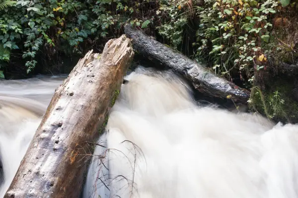 Rivière qui coule avec une branche — Photo