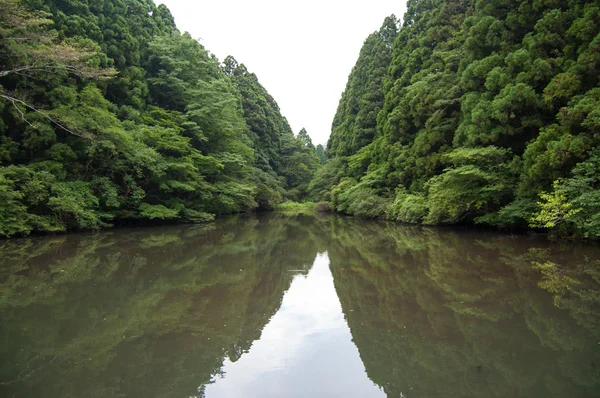 Forest reflecties op meer — Stockfoto