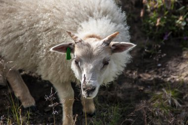 İslandic bebek koyun possing