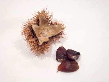 İzole olgun kestane