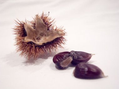 İzole olgun kestane