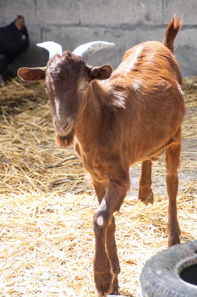 Geit in de barnyard — Stockfoto