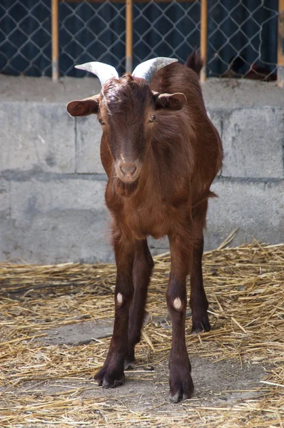 Goat in the barnyard — Stock Photo, Image