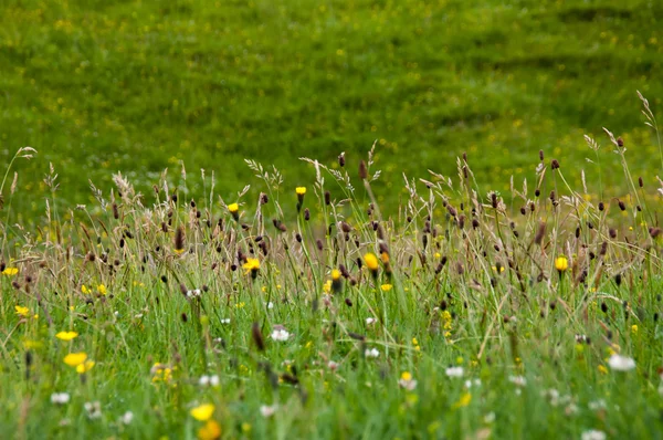 Erba con fiori — Foto Stock