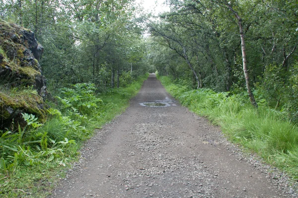 Estrada de cascalho na floresta — Fotografia de Stock