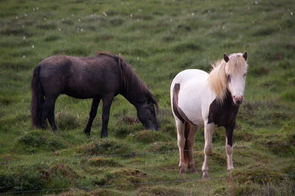 Лошади черно-белые — стоковое фото