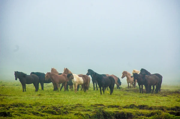 Koně v mlze — Stock fotografie