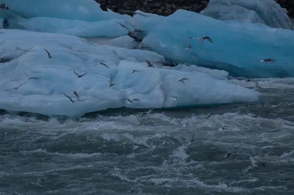 Buz lagün kuşlar ile — Stok fotoğraf