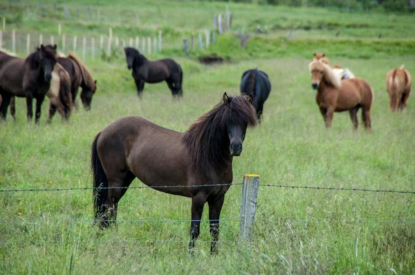 アイスランドの黒い馬 — ストック写真