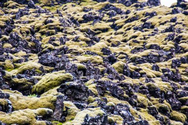 Lav kayaları moss ile