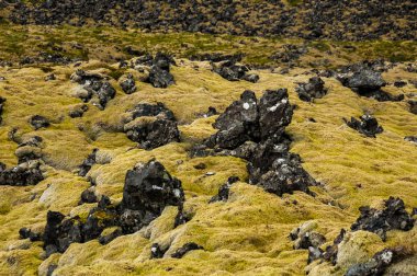 Lav kayaları moss ile