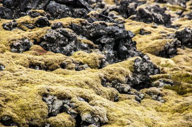 Lav kayaları moss ile