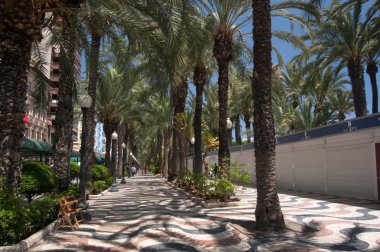 Şehirde palmiye ağaçları ile kaplı