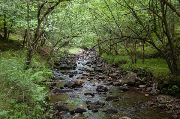 Rio na floresta — Fotografia de Stock