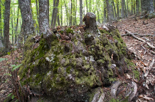 Корень дерева с мхом — стоковое фото