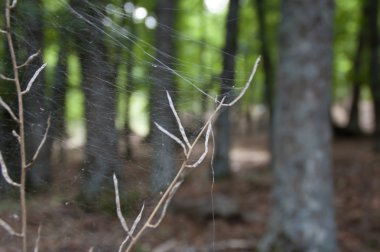 Orman spiderweb
