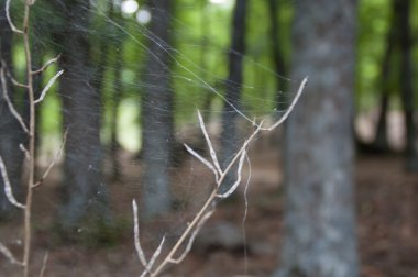 Orman spiderweb