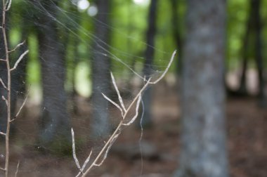 Orman spiderweb