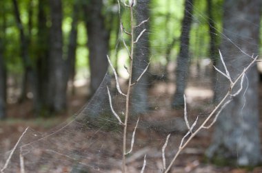 Orman spiderweb