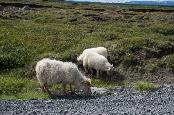 道路の端で食べる羊 — ストック写真