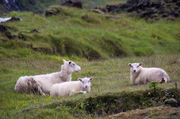 Sheeps in break — Stock Photo, Image