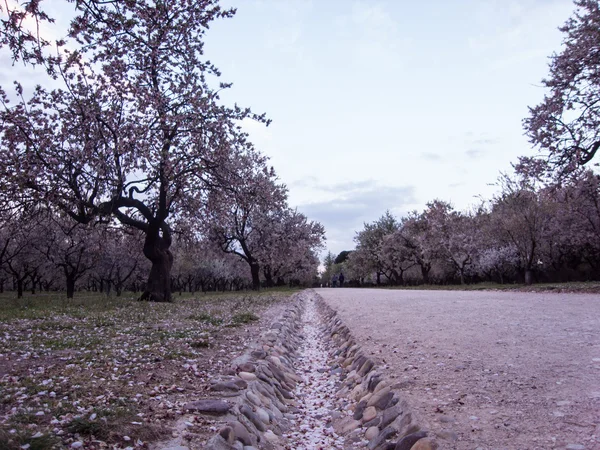 杏仁树之间的街道 — 图库照片