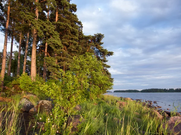 Zonsondergang in het bos — Stockfoto