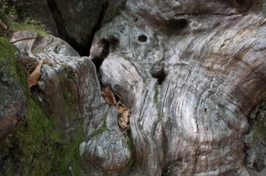 Ağaç kabuğu çok kırık